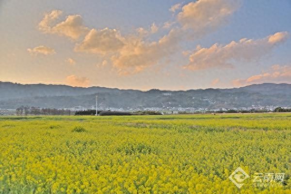昌宁春天，为何能唤醒沉睡的田野，催开连片油菜花？  第1张