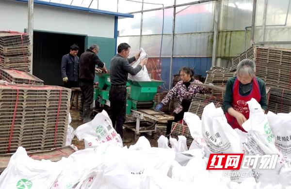 春耕新选择！上门拌种服务，科技助力丰收，你预约了吗？  第2张