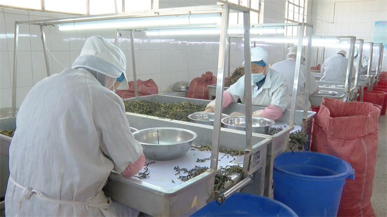 高台县如何通过就业优先实现经济与民心双稳？揭秘恒业生物科技的惊人转变  第2张