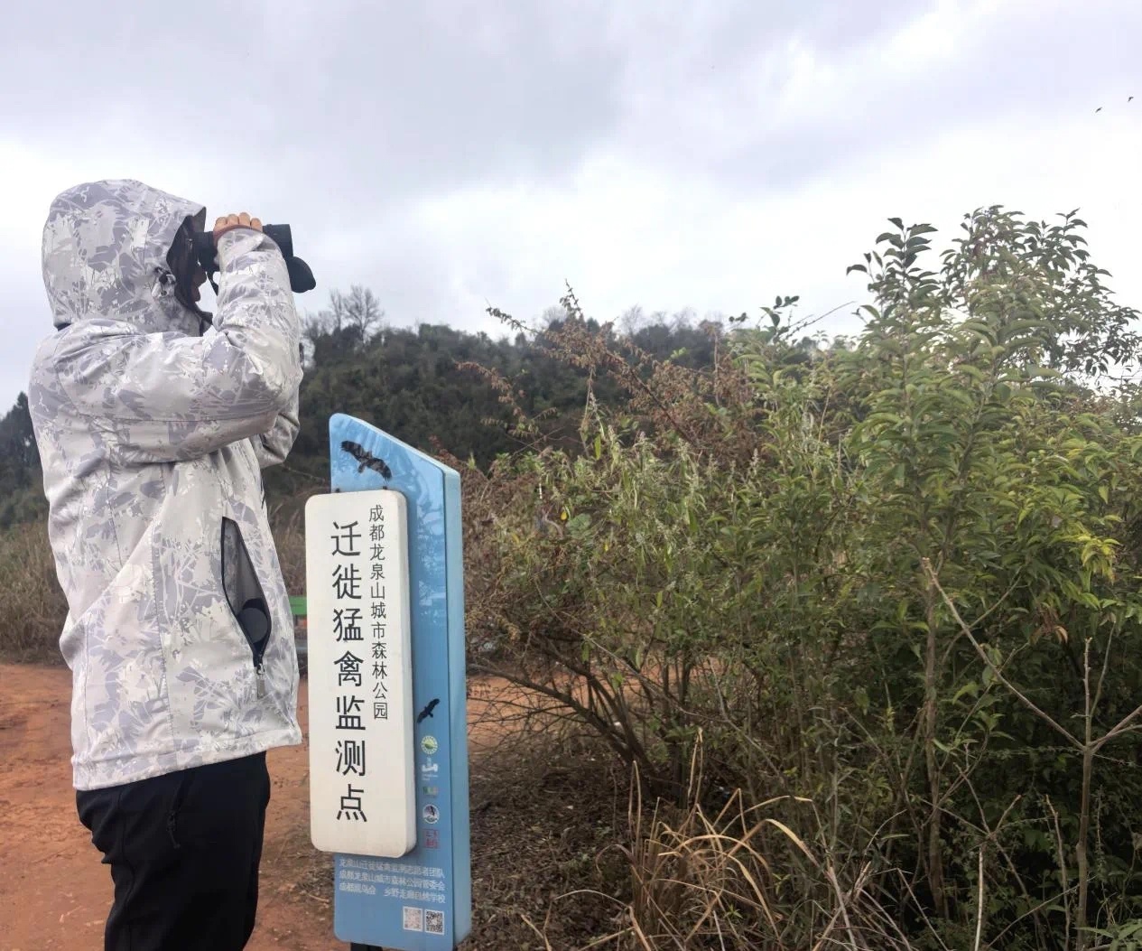 龙泉山为何成为空中巨无霸迁徙的首选地？揭秘背后的惊人原因  第3张