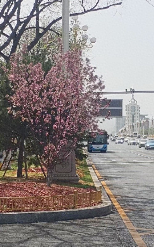 太原迎泽大街千株海棠绽放，你见过这样的城市霓裳吗？