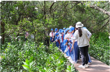 368公顷红树林藏着什么秘密？深圳师生揭开海岸卫士的生态密码  第2张