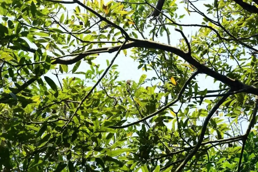 深圳惊现国家二级保护野生植物！10株花榈木填补生态空白，你见过吗？  第1张