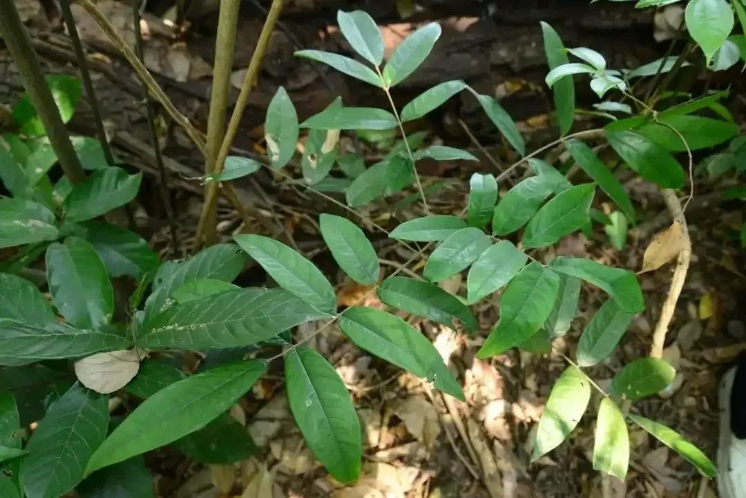 深圳惊现国家二级保护野生植物！10株花榈木填补生态空白，你见过吗？  第2张