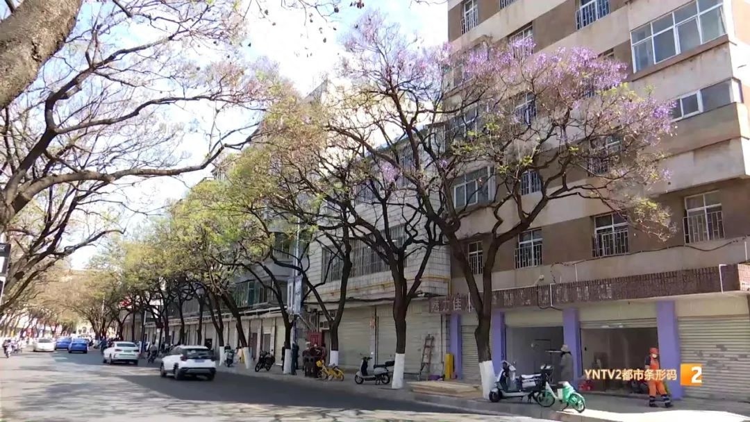 昆明蓝花楹提前绽放！外省游客已抢先打卡，你还在等什么？