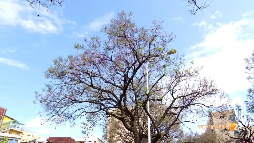 昆明蓝花楹提前绽放！外省游客已抢先打卡，你还在等什么？  第3张