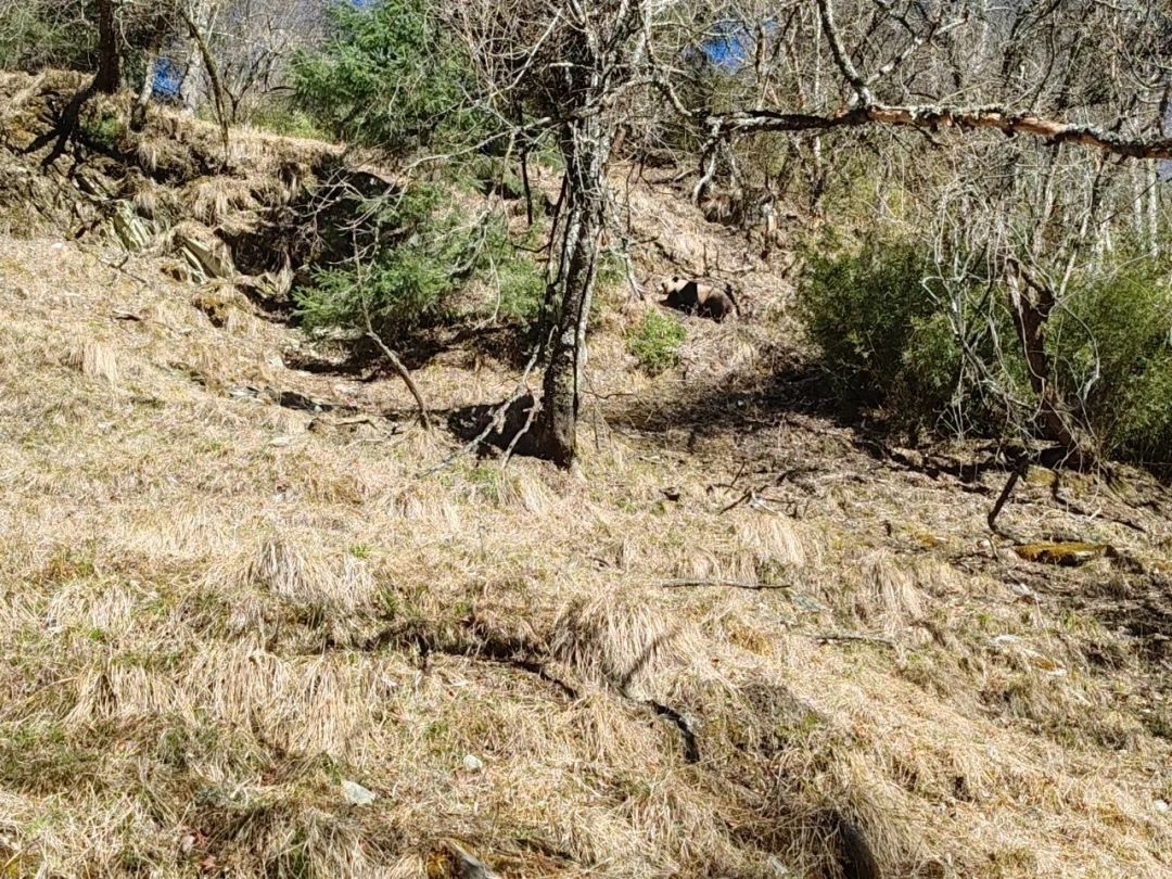 野生大熊猫悠闲漫步竹林！你见过它们如此自在的模样吗？