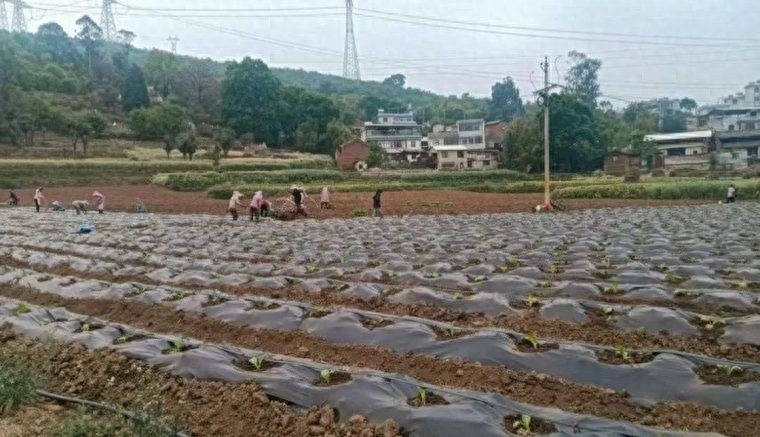 在家门口日赚120元！茂山镇特色农业如何破解农村就业难题？