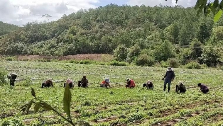 在家门口日赚120元！茂山镇特色农业如何破解农村就业难题？  第2张