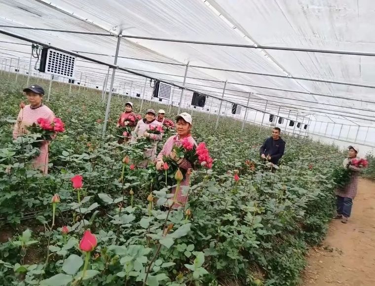 在家门口日赚120元！茂山镇特色农业如何破解农村就业难题？  第3张