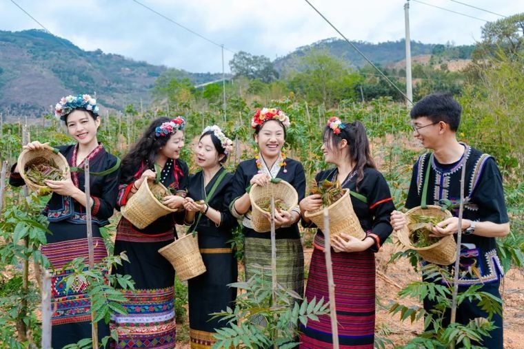 千年布朗族风情遇上春日采摘乐，这场文旅盛宴你体验了吗？  第5张
