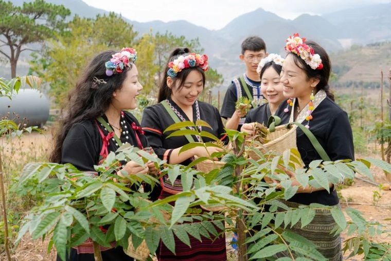 千年布朗族风情遇上春日采摘乐，这场文旅盛宴你体验了吗？  第7张