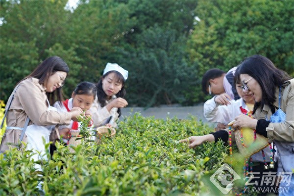 520名小学生变身小茶农，他们在茶园里发现了什么人生‘茶味’？