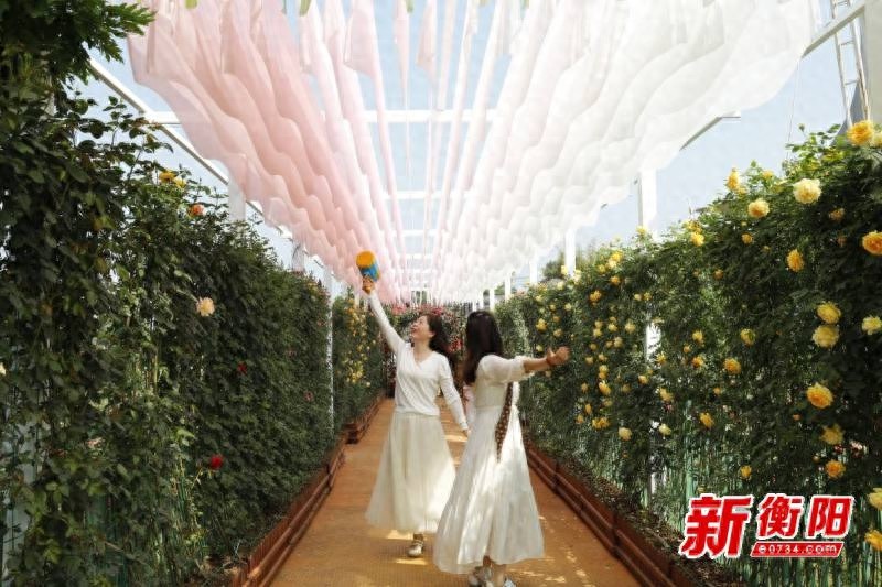 60万株玫瑰绽放！金甲玫瑰园邀你共赴法式浪漫之约，你准备好了吗？