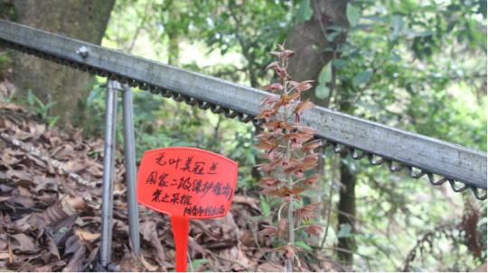 罕见！5月阳春再现无叶美冠兰，啥情况？生物多样性保护成效惊人  第2张
