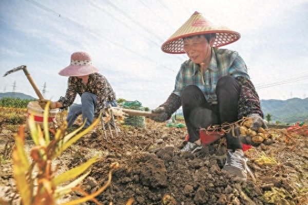 全省首张中药材气候品质评价优级标牌为何花落海曙区浙贝母？