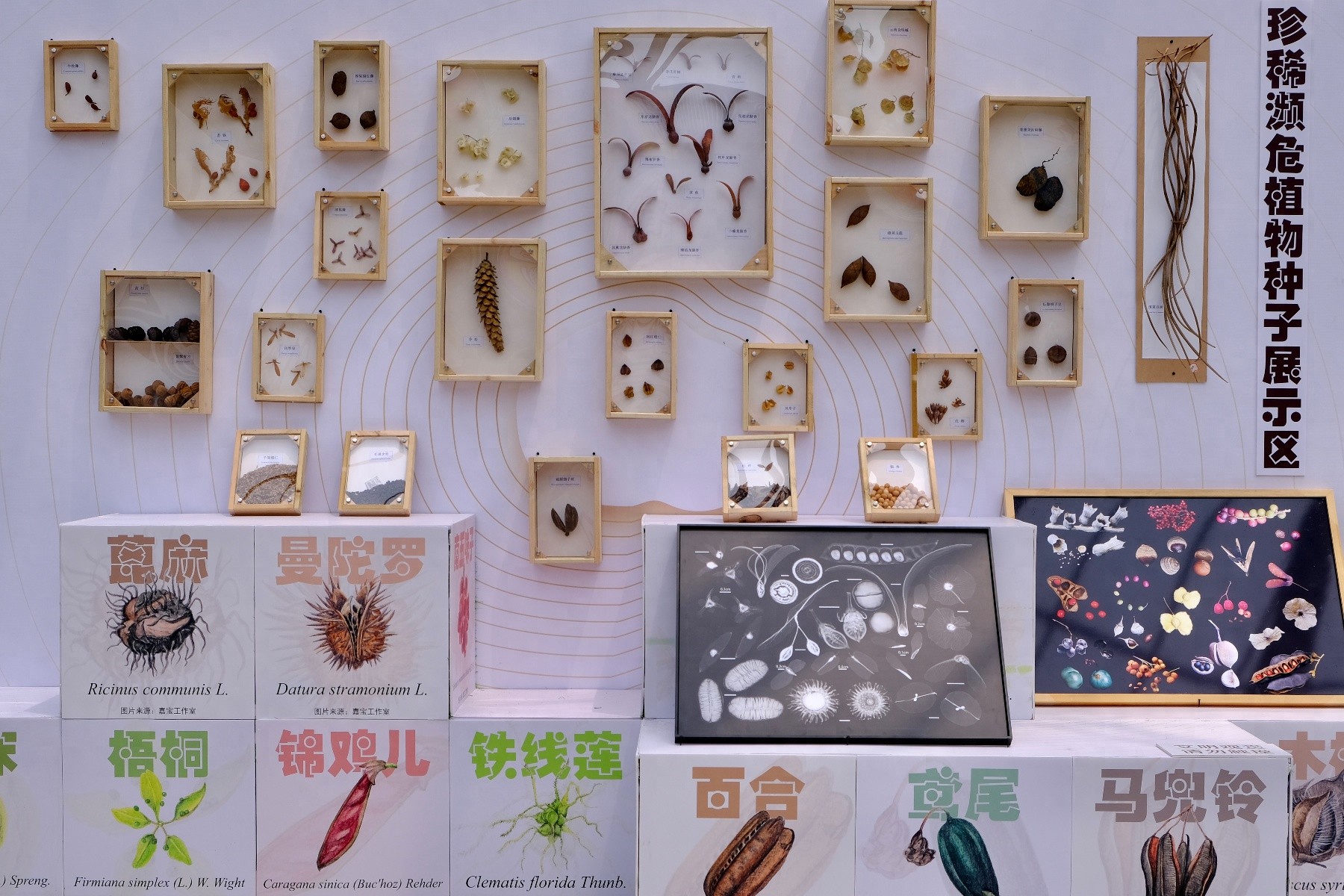 5月17日武汉植物园惊现会飞种子！珍稀种子大展等你来瞧？
