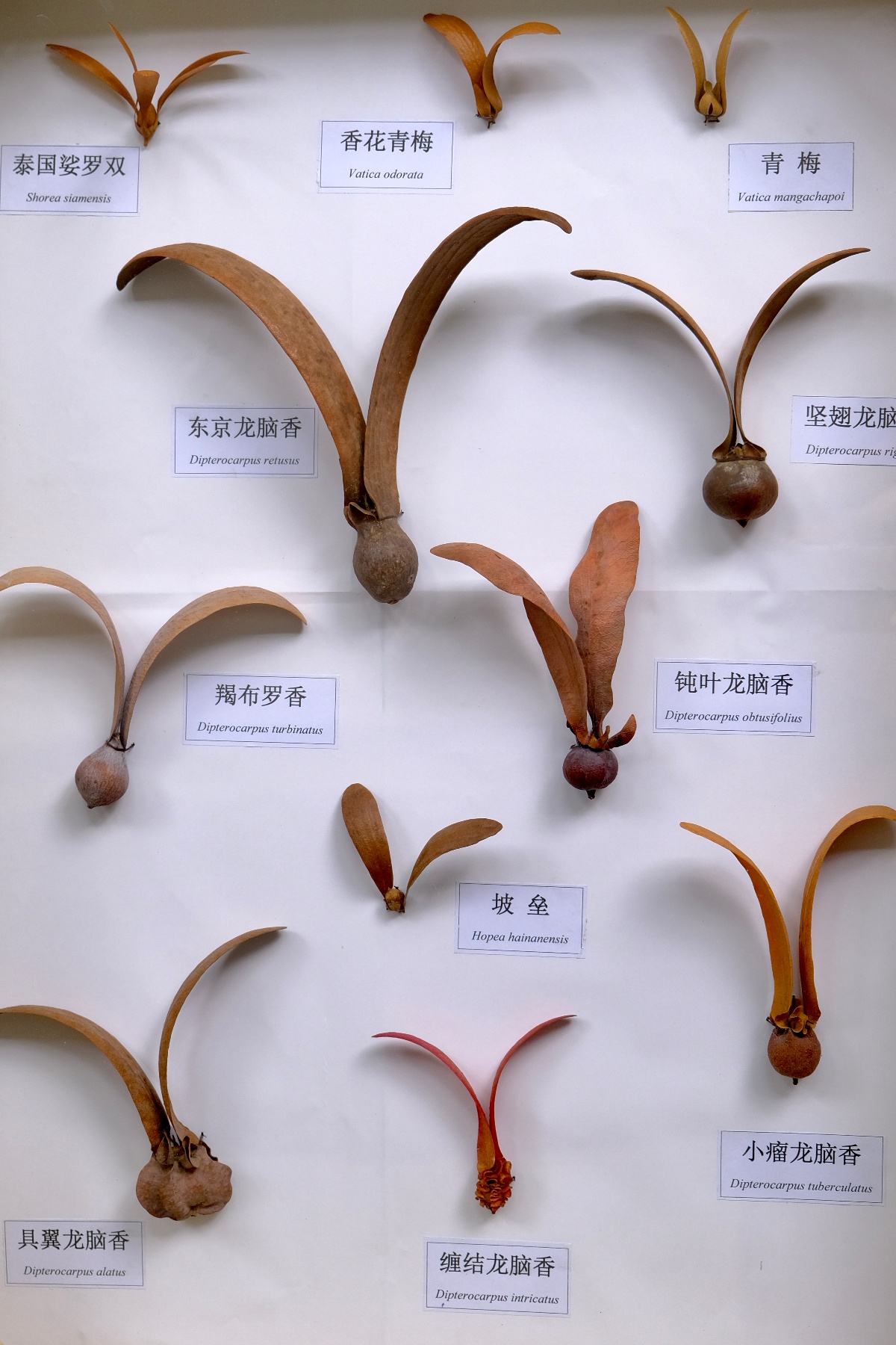 5月17日武汉植物园惊现会飞种子！珍稀种子大展等你来瞧？  第4张