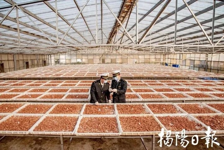 普宁海关助力蜜饯出口3000万元！开拓国际市场难题咋解？