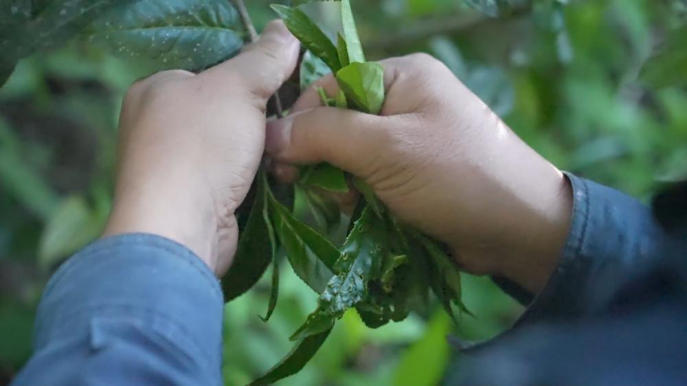 从盼茶商到茶厂等天黑！深山茶事为何有这般巨变？  第2张