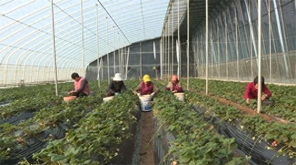 陕西蒲城草莓大丰收！20亩‘初恋’草莓每天产量惊人，你尝过了吗？  第1张