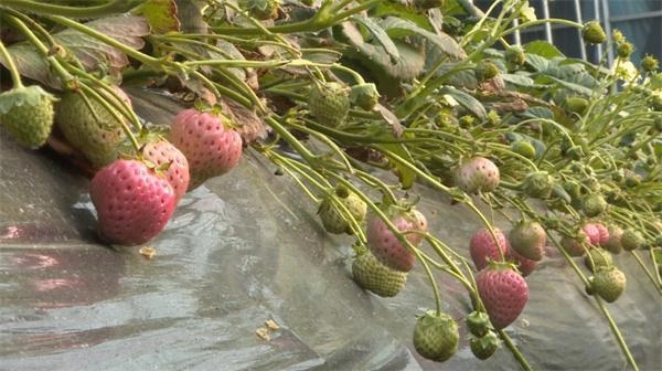 陕西蒲城草莓大丰收！20亩‘初恋’草莓每天产量惊人，你尝过了吗？  第2张