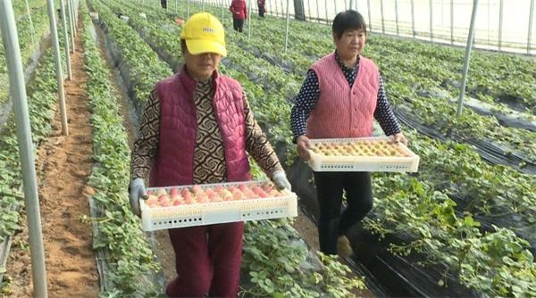 陕西蒲城草莓大丰收！20亩‘初恋’草莓每天产量惊人，你尝过了吗？  第3张