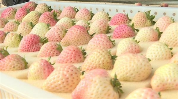 陕西蒲城草莓大丰收！20亩‘初恋’草莓每天产量惊人，你尝过了吗？  第4张