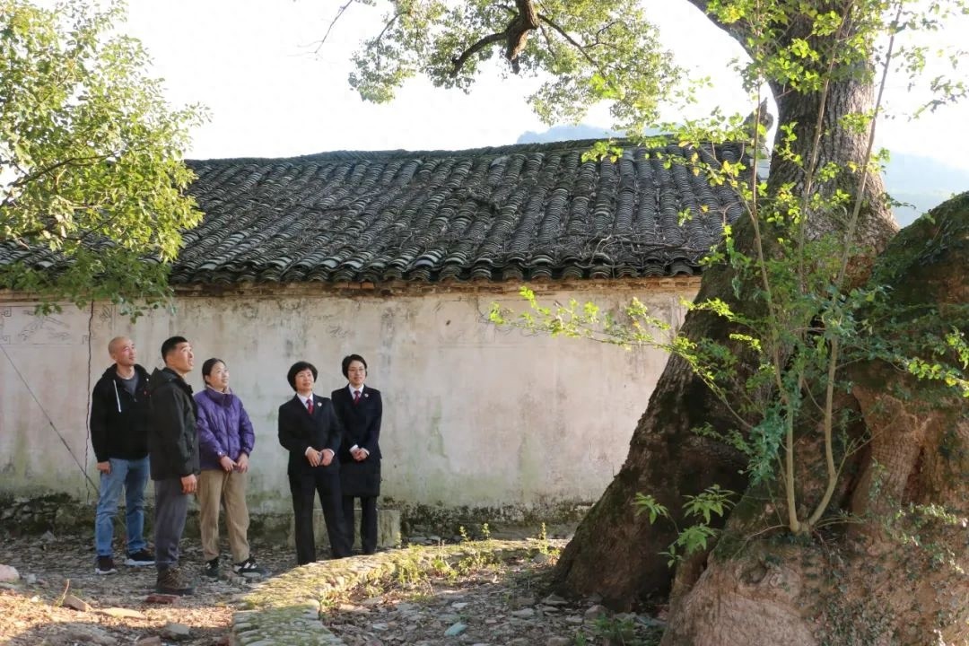 寒冬腊月，古树为何依然生机盎然？探秘缙云县名山湖公园的绿色奇迹