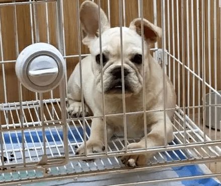 春节长假宠物无人照料？上门喂猫服务火爆，10天赚翻  第1张