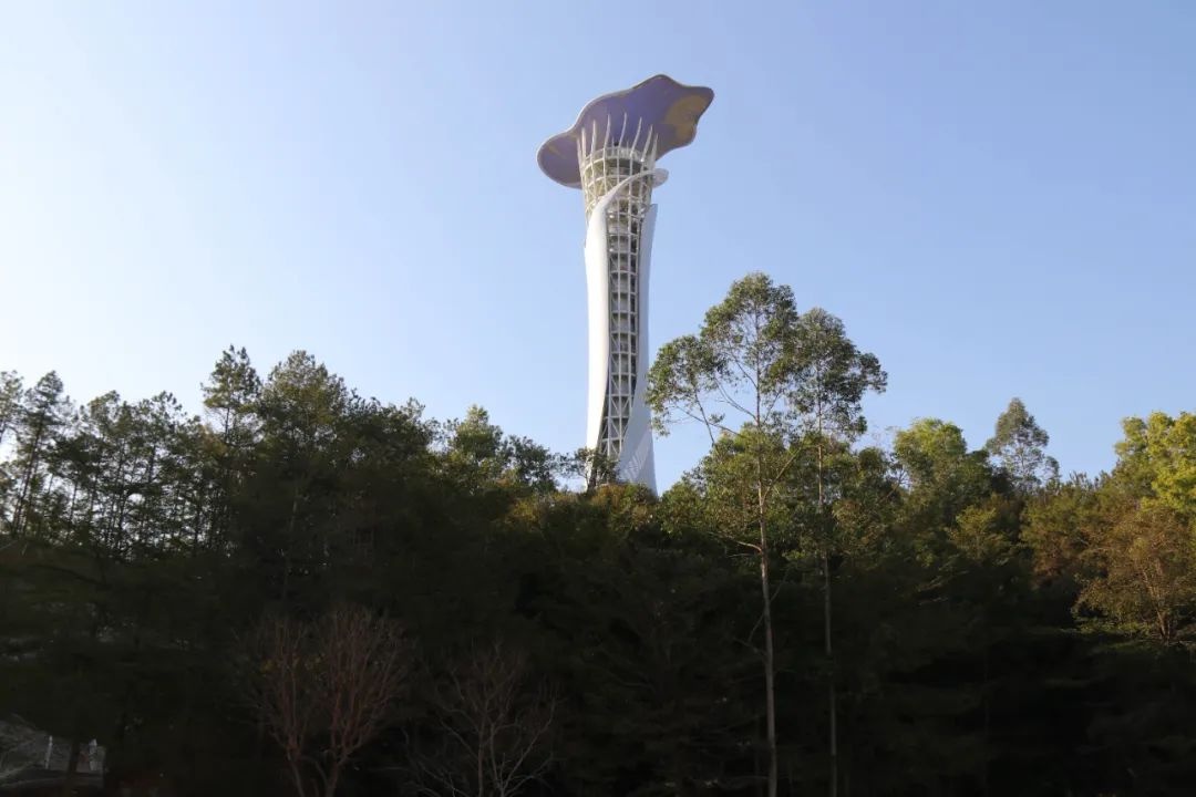 流云阁夜景惊艳全城！70.38米高空俯瞰信宜，你见过这样的美景吗？