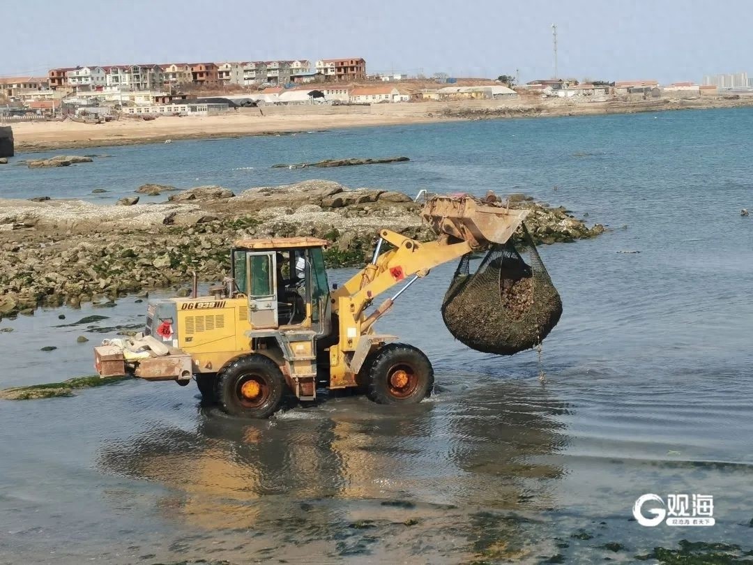 即墨海岸线惊现海鲜盛宴！一网海蛎子竟重达5000斤，你敢信？