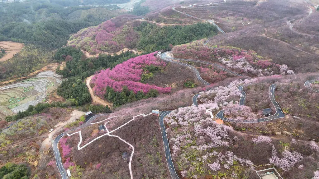 福建清流县：两千亩樱花与全球稀有锗泉的浪漫邂逅，你准备好了吗？  第1张