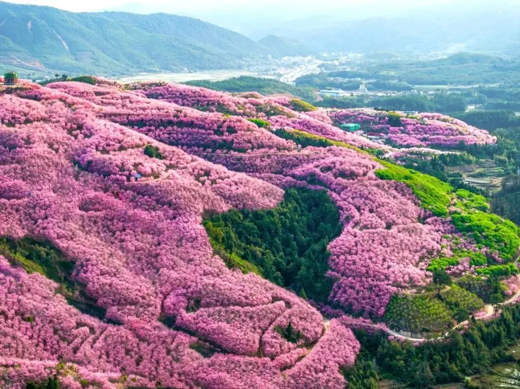 福建清流县：两千亩樱花与全球稀有锗泉的浪漫邂逅，你准备好了吗？  第3张