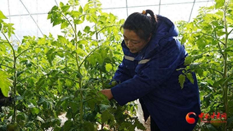 静宁县春耕忙，蔬菜大棚如何助力农民稳定增收？