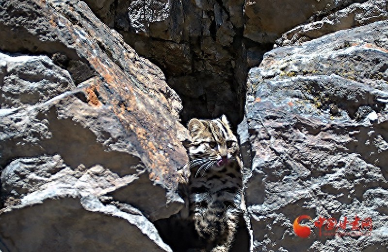祁连山惊现国家二级保护动物豹猫！你见过它惬意享受阳光的样子吗？