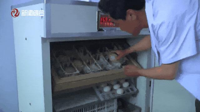 盘锦辽河口惊现200多只野生丹顶鹤！创历史新高，你见过吗？  第3张