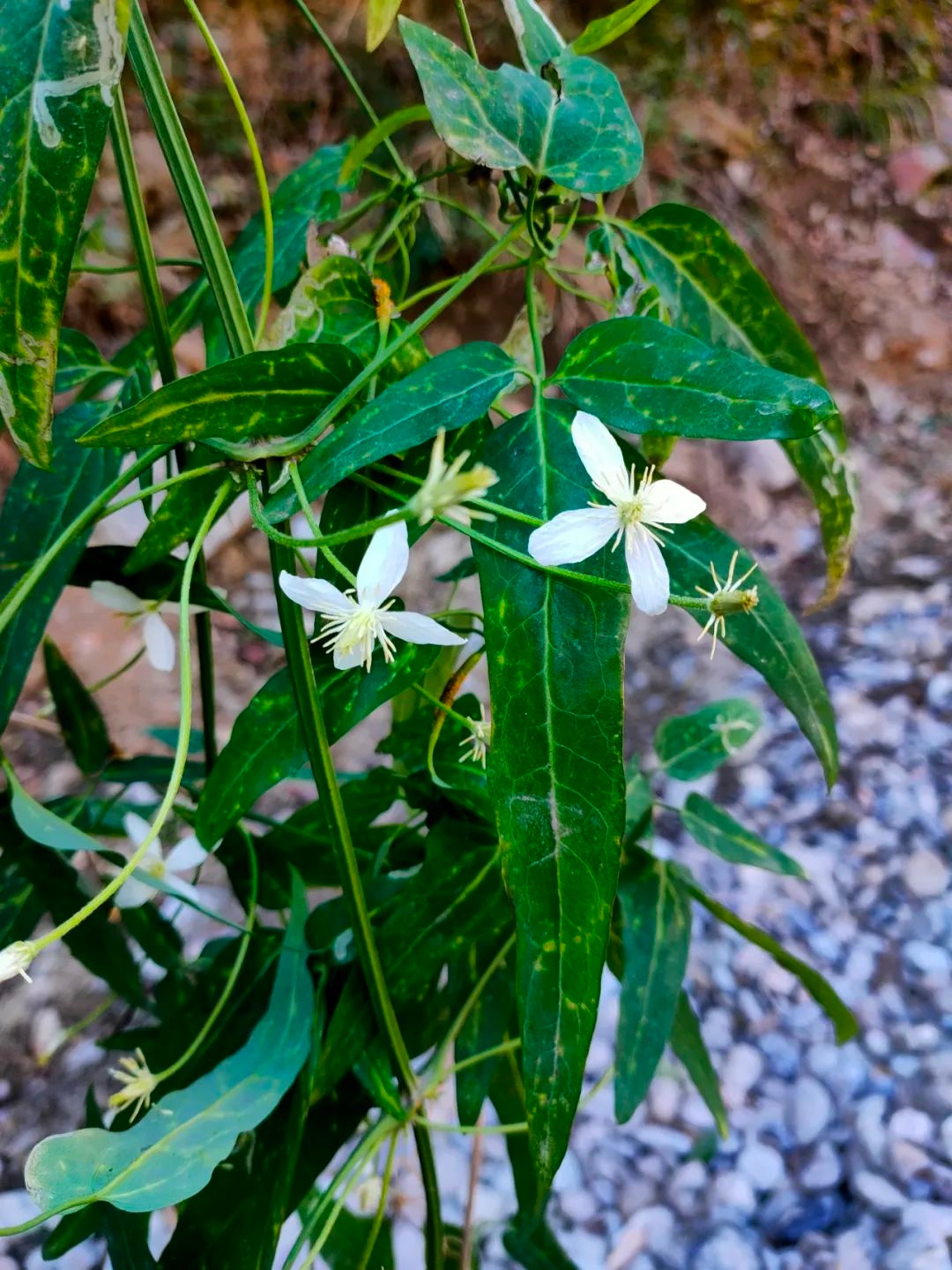 竹溪再创奇迹！啟良风毛菊为何引发全球植物学界瞩目？  第5张