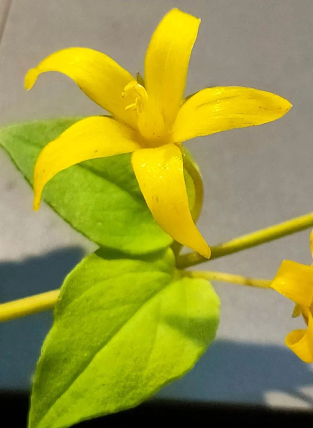 竹溪再创奇迹！啟良风毛菊为何引发全球植物学界瞩目？  第6张