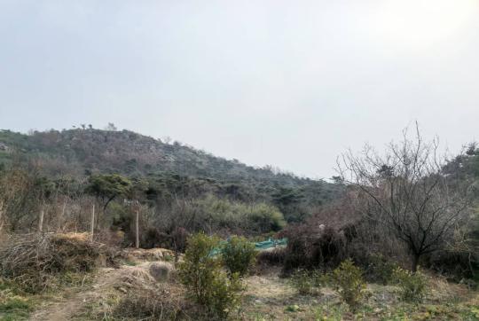 6年补种4000棵树！这场生态救赎能否重燃绿色生机？  第3张