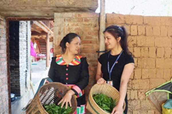 纪检监察如何化身‘护茶使者’，确保春茶采摘顺利进行？