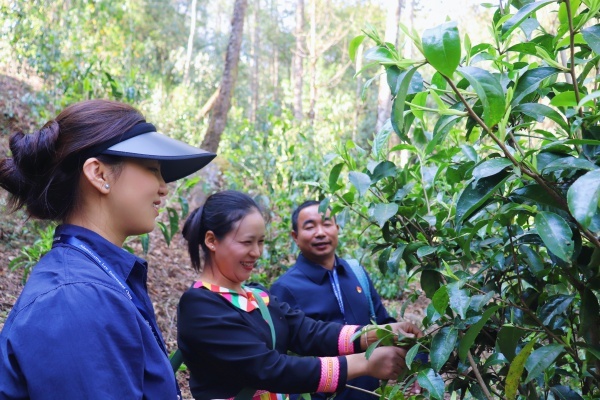 纪检监察如何化身‘护茶使者’，确保春茶采摘顺利进行？  第2张