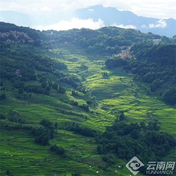 探秘红河哈尼梯田：世界文化遗产的春之画卷，你准备好迎接这场视觉盛宴了吗？  第5张