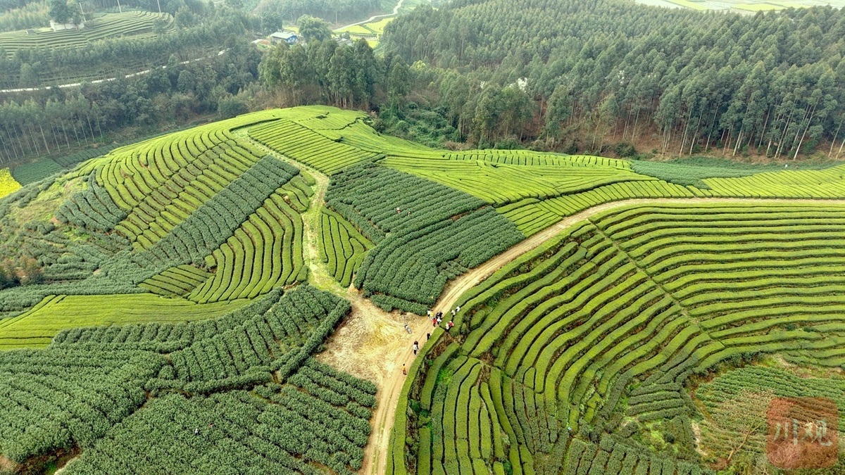 四川茶产业大爆发！万吨新式茶饮原料生产能力如何改变你的茶饮体验？  第3张
