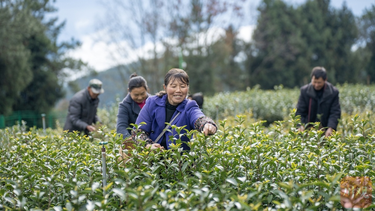四川茶产业大爆发！万吨新式茶饮原料生产能力如何改变你的茶饮体验？  第6张