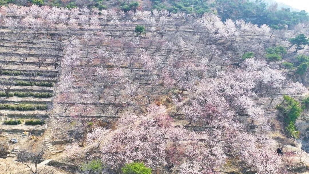 你见过数万株樱桃花同时绽放的震撼场面吗？快来云台街道，共赴这场春天的浪漫约会
