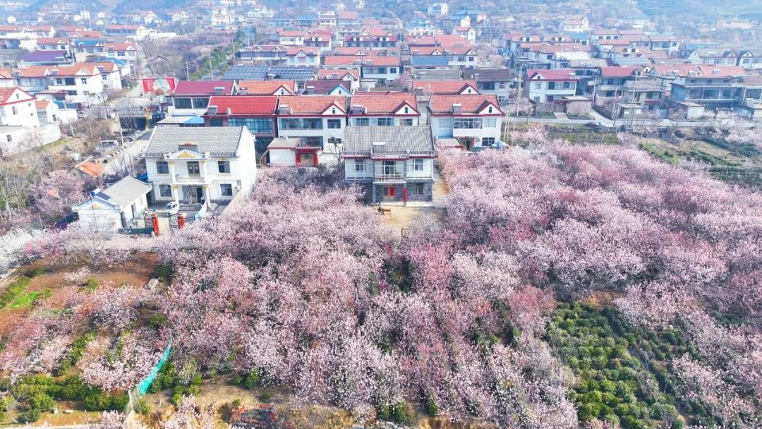 你见过数万株樱桃花同时绽放的震撼场面吗？快来云台街道，共赴这场春天的浪漫约会  第2张