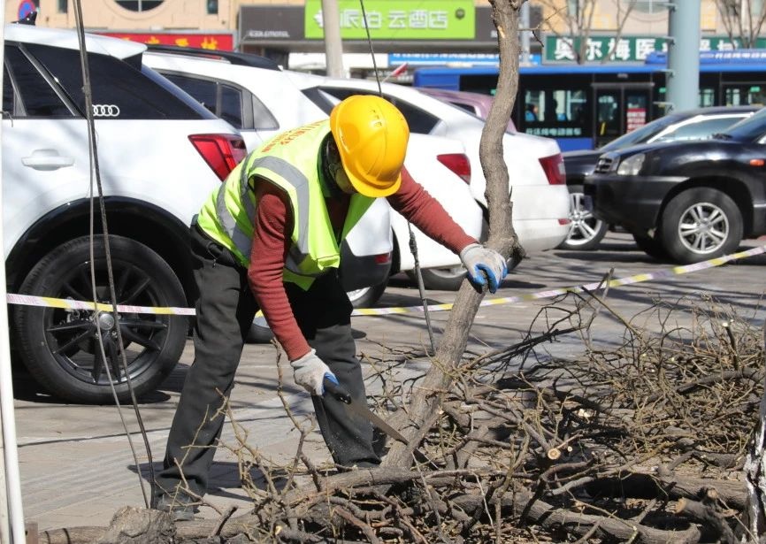 春分将至，回民区园林建设服务中心如何让城市绿意更浓？  第4张