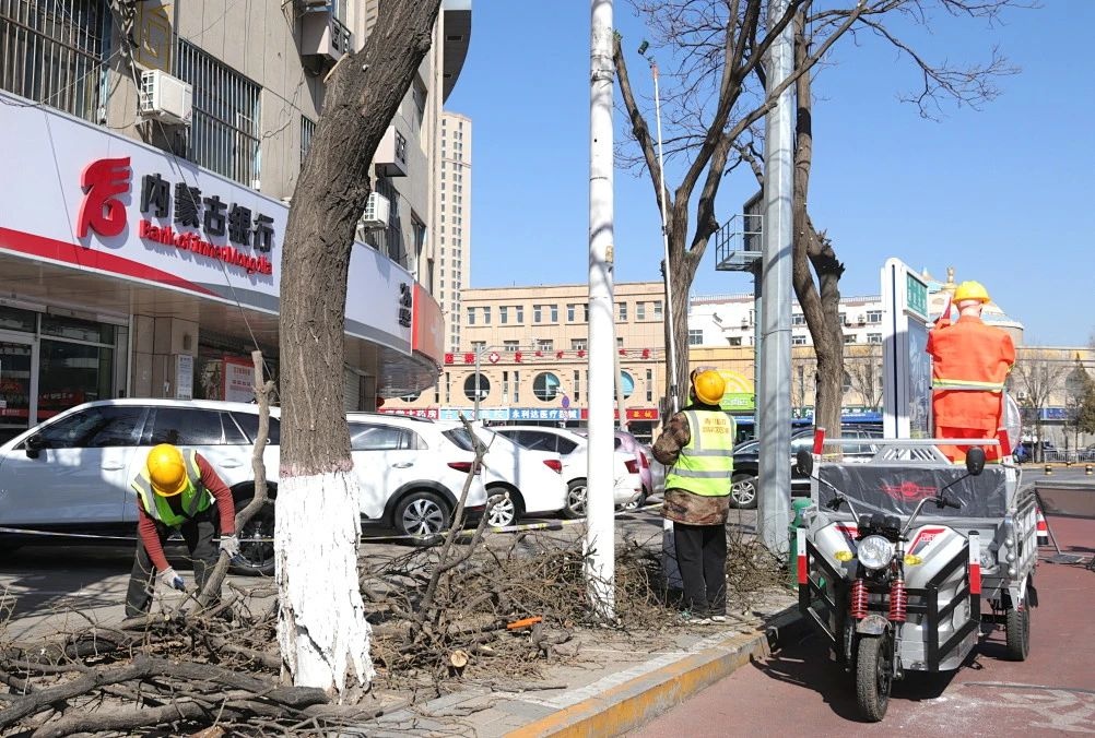 春分将至，回民区园林建设服务中心如何让城市绿意更浓？  第5张