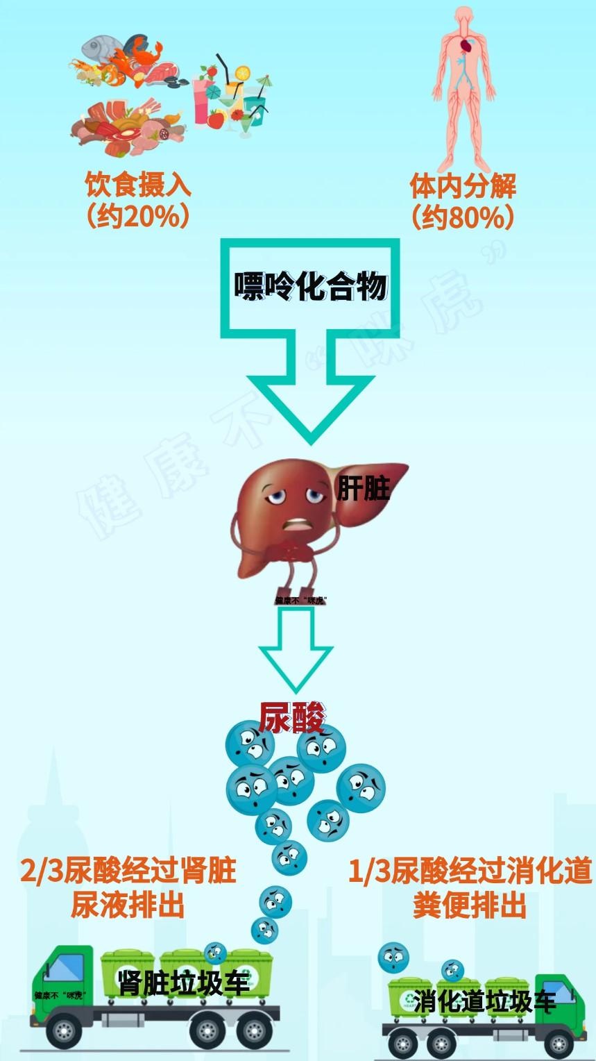 你知道吗？高尿酸血症可能正悄悄盯上你！如何预防这‘第四高’？  第2张
